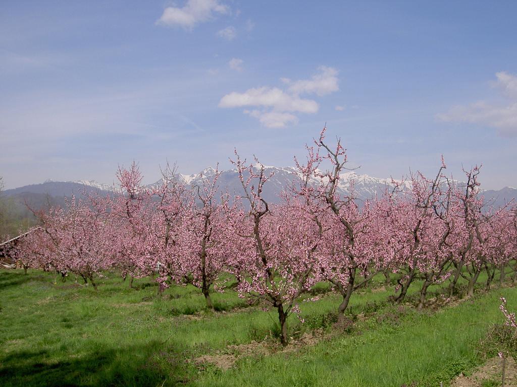 Agriturismo Il Frutto Permesso Bibiana Bagian luar foto