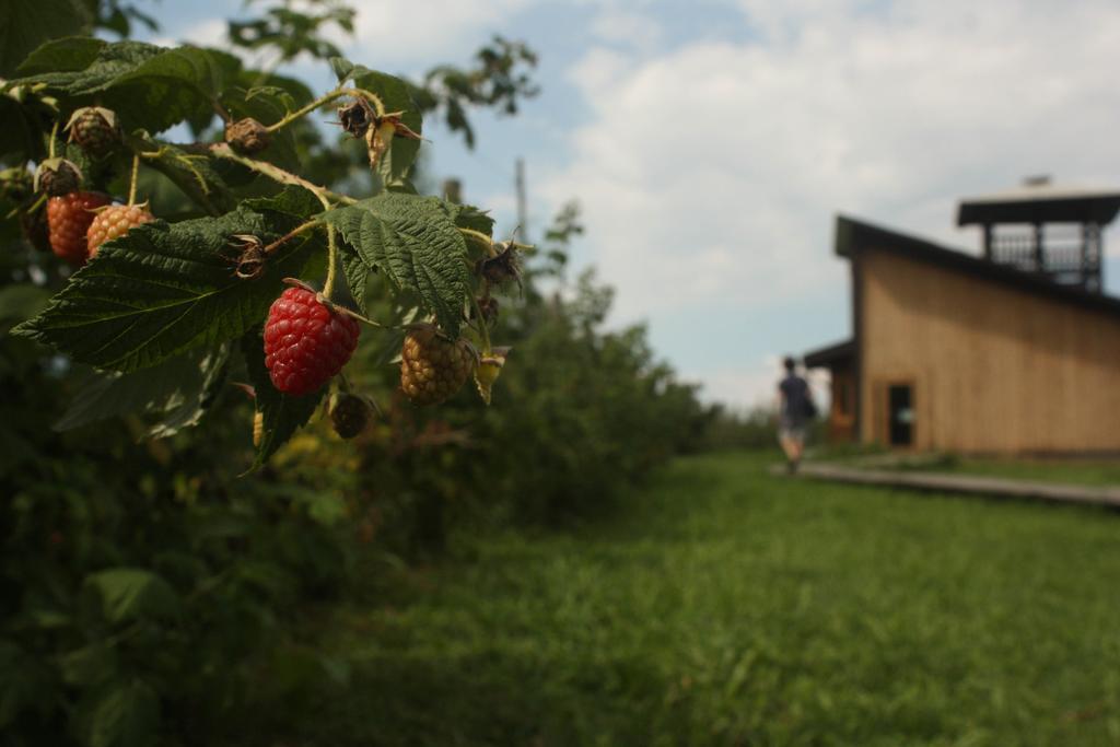 Agriturismo Il Frutto Permesso Bibiana Bagian luar foto